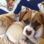 Brown and white puppy.