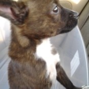 Closeup of puppy.