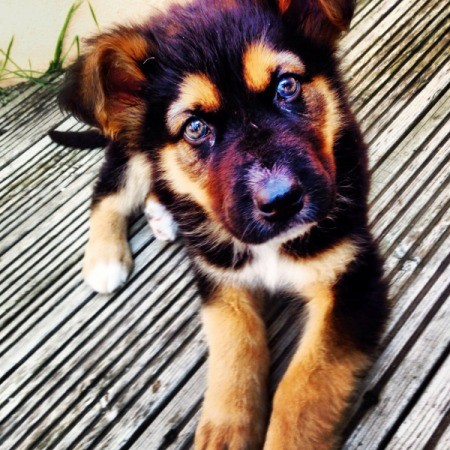 Black and tan puppy.