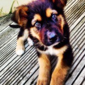 Black and tan puppy.