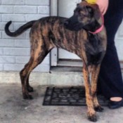 Side view of dog standing up.