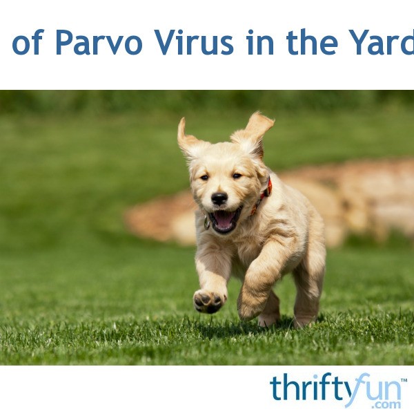 Getting Rid of Parvo Virus in the Yard 