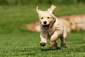 Puppy Running in Yard