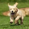 Puppy Running in Yard