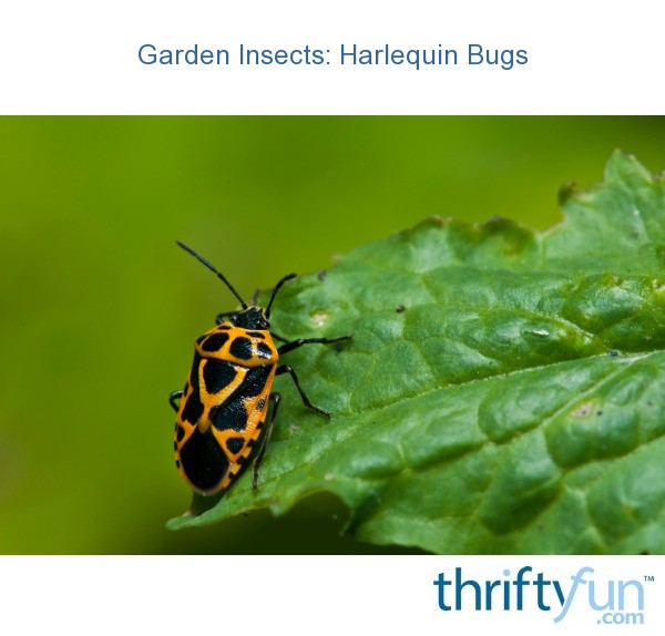 Garden Insects: Harlequin Bugs | ThriftyFun