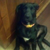 Black puppy sitting on floor.