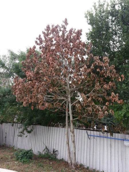 Avocado tree with brown leaves.