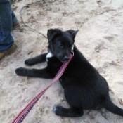 Black dog on red leash lying on the beach.