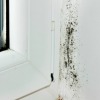 Mold in a Rental House