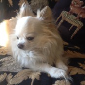 Long haired Chihuahua