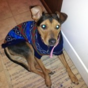 Lying on the floor looking at camera.