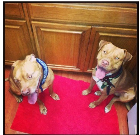 Two tan dogs sitting on red floor mat in kitchen.