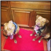 Two tan dogs sitting on red floor mat in kitchen.