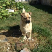 Tan dog in the garden.