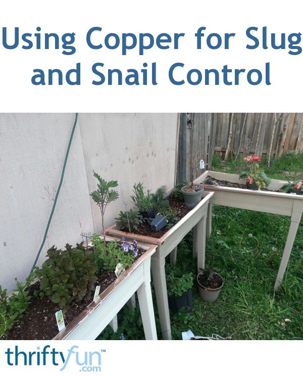 Using Copper for Slug and Snail Control | ThriftyFun