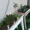 copper tape on container gardens
