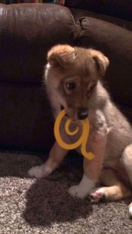 Puppy with a toy snake.