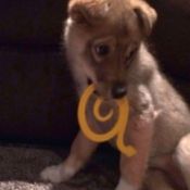Puppy with a toy snake.
