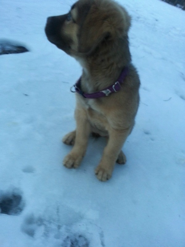 Puppy in the snow, looking away from the camera.
