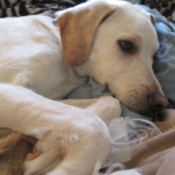 Light creamy  tan dog?