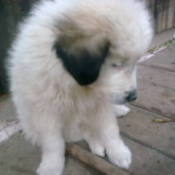 White puppy with dark ears.