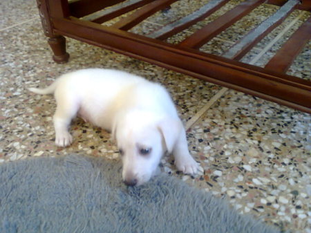 White puppy on the floor.