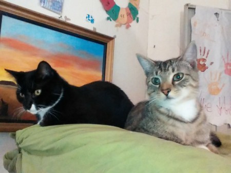 Wheat Kitty Litter is Awesome