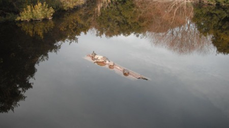 Turtles on a log.