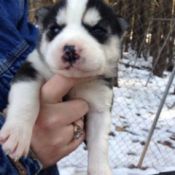 Fuzzy black and white puppy.