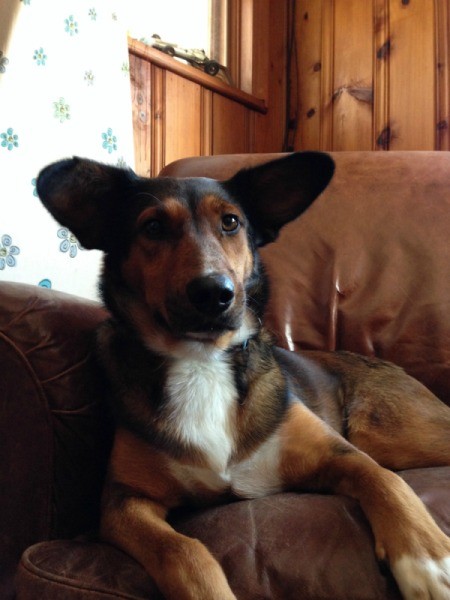 Dog with Corgi ears and Shepherd coloration.
