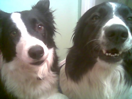 Two black and white dogs.