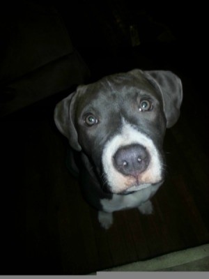 Black dog with white muzzle.