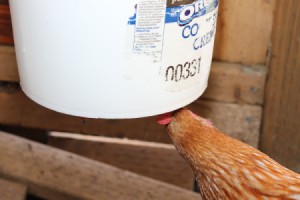 chicken using waterer