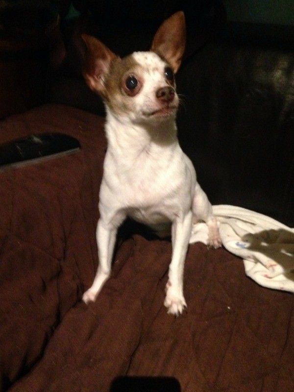 Frontal view of sitting dog.
