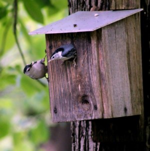 Get Bird Houses Ready Now - nuthatches on bird nesting box