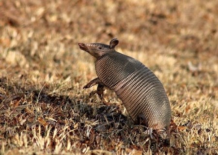 Rearing Armadillo