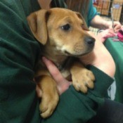 Someone holding a brown flop eared puppy