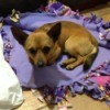 Small brown dog with large ears lying on fleece blanket.
