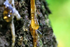 Tree Sap