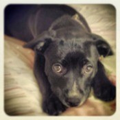 Closeup of black puppy.