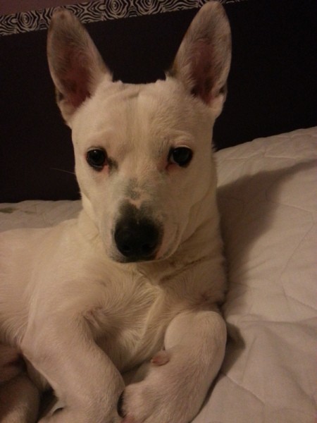 White dog with big standup ears.