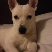 White dog with big standup ears.