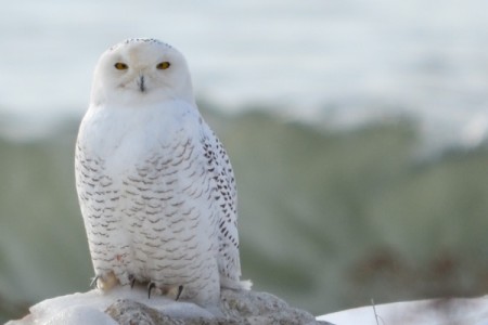Snowy White Owl (Toronto)