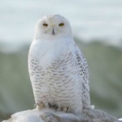 Snowy White Owl (Toronto)