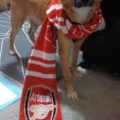 Bella with a red and white scarf.