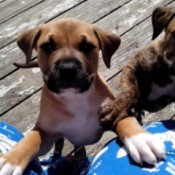 Brown and white puppy with dark muzzle.