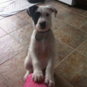 Dog sitting on tile floor.