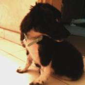 Puppy sitting up looking over his left shoulder.