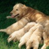 Dog With Her Puppies