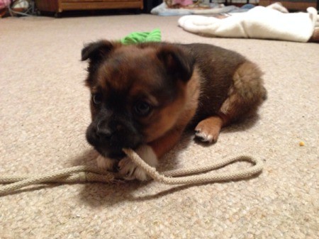 Puppy chewing on a piece of rope.